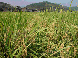 �ȃ�(y��u)3119-ˮ���N��-���C�N�I(y��)