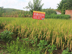 ����(y��u)6203-ˮ���N��-���C�N�I(y��)