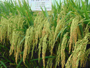 �؃�(y��u)3301-ˮ���N��-���C�N�I(y��)