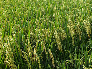 ���Ƀ�(y��u)909-ˮ���N��-ϣ���N�I(y��)