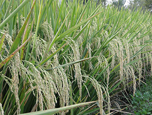 Y�Ƀ�(y��u)25-ˮ���N��-ϣ���N�I(y��)