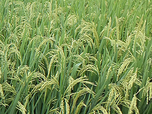 �S��(y��u)800-ˮ���N��-ϣ���N�I(y��)