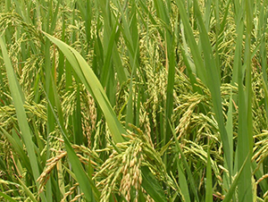 ��Ƀ�(y��u)189-ˮ���N��-ϣ���N�I(y��)