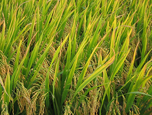 �L(zh��ng)�Ƀ�(y��u)35-ˮ���N��-ϣ���N�I(y��)