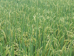 �Y��(y��u)299-ˮ���N��-ϣ���N�I(y��)