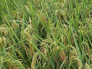 ����(y��u)212-ˮ���N��-ϣ���N�I(y��)