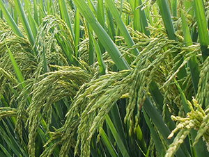 ���Ƀ�(y��u)312-ˮ���N��-ϣ���N�I(y��)