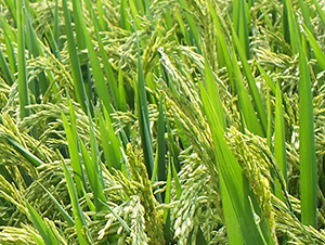 N�Ƀ�(y��u)1998-ˮ���N��-ϣ���N�I(y��)