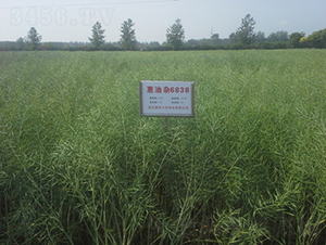 �����s6838-�Ͳ˷N��-���A���r(n��ng)