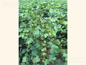 ���s��4̖-�޻��N��-���A���r(n��ng)