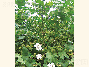 ���s��5̖-�޻��N��-���A���r(n��ng)