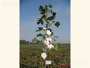 ���s��3̖-�޻��N��-���A���r(n��ng)