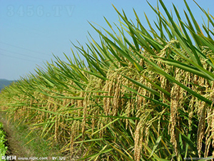 �݃Ƀ�(y��u)901-ˮ���N��-���A���r(n��ng)