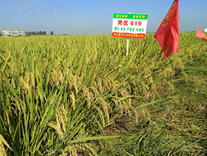 �Ƀ�(y��u)619-ˮ���N��-���A���r(n��ng)