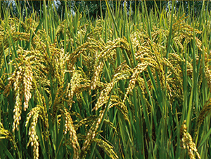 ����33̖-ˮ���N��-���S�N�I(y��)