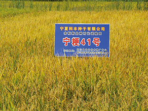 ����41̖-ˮ���N��-���S�N�I(y��)