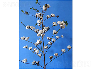 ����338-�޻��N��-�y�d�N�I(y��)