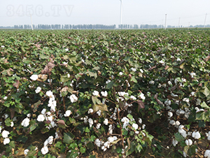 �y�d��16̖-�޻��N��-�y�d�N�I(y��)