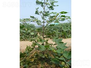 �y�d��4̖-�޻��N��-�y�d�N�I(y��)