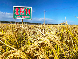 ����14̖(h��o)-ˮ���N��-���ϷN�I(y��)