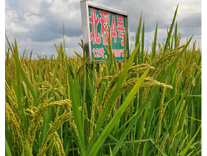 ����4̖(h��o)-ˮ���N��-���ϷN�I(y��)