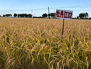 ĵ����32-ˮ���N��-���ϷN�I(y��)