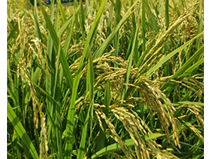 ����7̖(h��o)-ˮ���N��-���ϷN�I(y��)