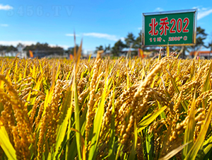 ����202-ˮ���N��-���ϷN�I(y��)