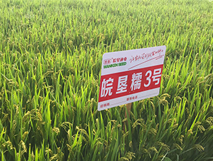 �Ŵ3̖(h��o)-ˮ���N��-���߷N�I(y��)