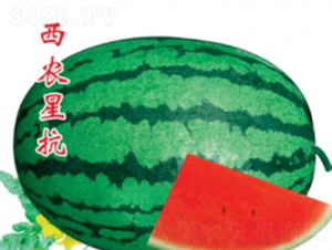 ���r(n��ng)�ǿ�-���ϷN��-�ؼt�N�I(y��)