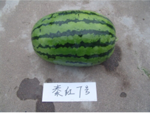 �ؼt7̖-���ϷN��-�ؼt�N�I(y��)