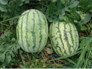 �ؼt5̖-���ϷN��-�ؼt�N�I(y��)