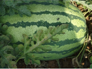 �ؼt9̖-���ϷN��-�ؼt�N�I(y��)