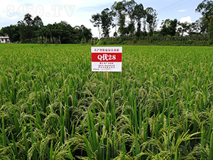 Q��(y��u)28-�߮a(ch��n)���뵾-��һ�N�I(y��)