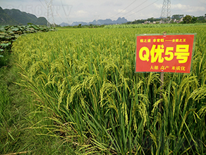 Q��(y��u)5̖(h��o)-ȫ�ܵ�-��һ�N�I(y��)