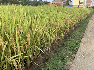 ���r(n��ng)��(y��u)446-�pһ����(y��u)�|(zh��)��-��һ�N�I(y��)