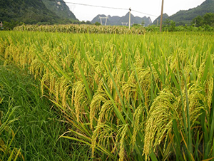 ��9��(y��u)52-ˮ���N��-��һ�N�I(y��)