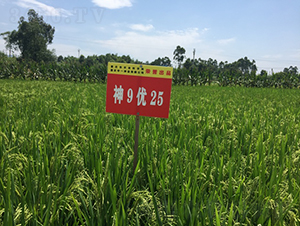 ��9��(y��u)25-���샞(y��u)�|(zh��)��-��һ�N�I(y��)