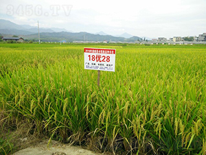 18��(y��u)28-���A���뵾-��һ�N�I(y��)