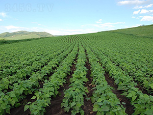 �ඹ4̖(h��o)-�󶹷N��-��طN�I(y��)