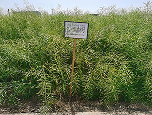 ����8̖-�Ͳ˷N��-���P�N�I(y��)