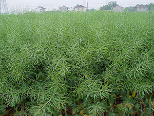 ���P��1̖-�Ͳ˷N��-���P�N�I(y��)