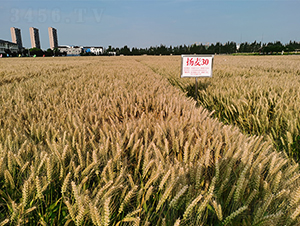 �P(y��ng)��30-С���N��-��(r��n)�P(y��ng)�N�I(y��)