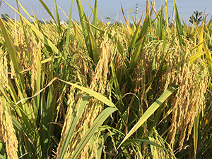 �΃Ƀ�(y��u)212-ˮ���N��-���P�N�I(y��)