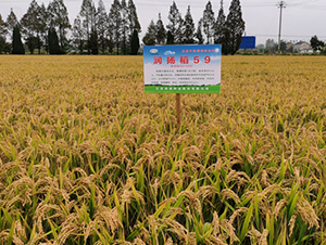 ���P��59-ˮ���N��-���P�N�I(y��)