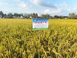 ���P��1̖-ˮ���N��-���P�N�I(y��)