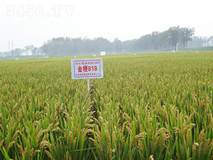 ��818-ˮ���N��-��(r��n)�r(n��ng)�N�I(y��)