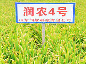 ���r4̖-ˮ���N��-���r�N�I(y��)