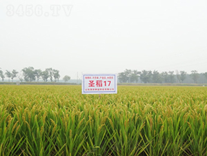 ʥ��17-ˮ���N��-���r�N�I(y��)