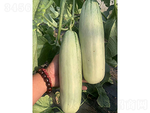 ��Ƥ���MT-3-��ϷN��-��(y��u)�Π�����